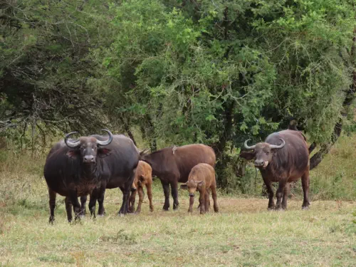 Buffalo on the Guernsey Private Nature Reserve near Kruger