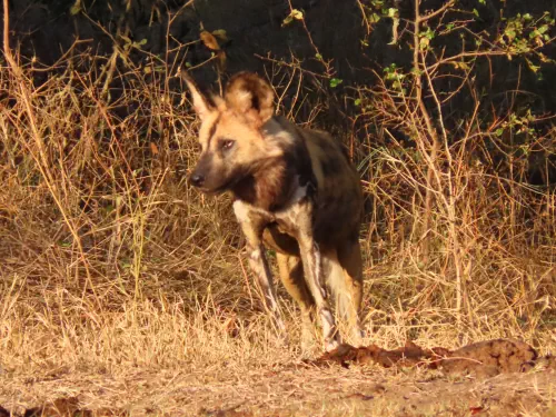 Wild Dog hunting close to Sunset Game Lodge