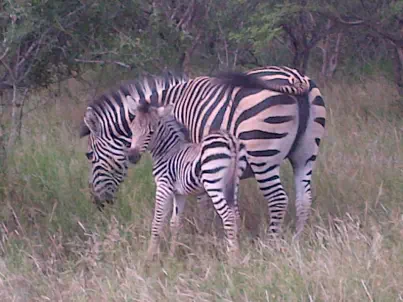Zebras at Sunset Game Lodge Hoedspruit